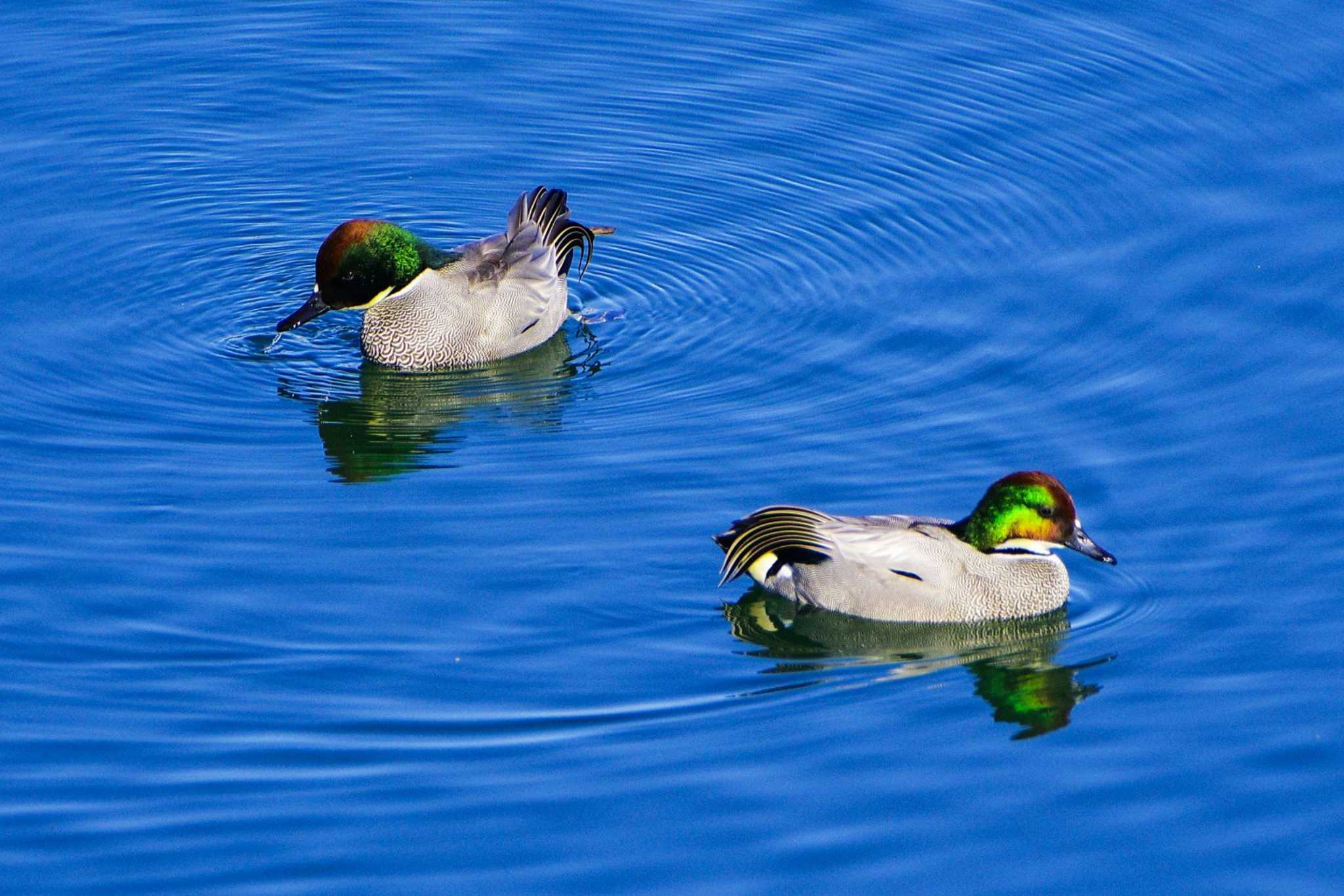 Falcated Duck