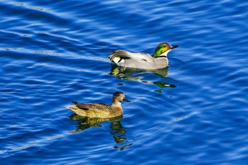 Falcated Duck 相模川 Wed, 1/17/2024