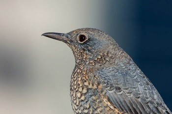 Blue Rock Thrush 東品川海上公園(東京都品川区) Thu, 1/18/2024