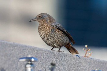 Blue Rock Thrush 東品川海上公園(東京都品川区) Thu, 1/18/2024