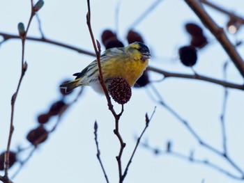 Eurasian Siskin 六甲山 Sun, 1/14/2024