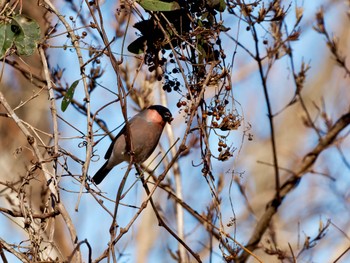 Eurasian Bullfinch(rosacea) 六甲山 Sun, 1/14/2024