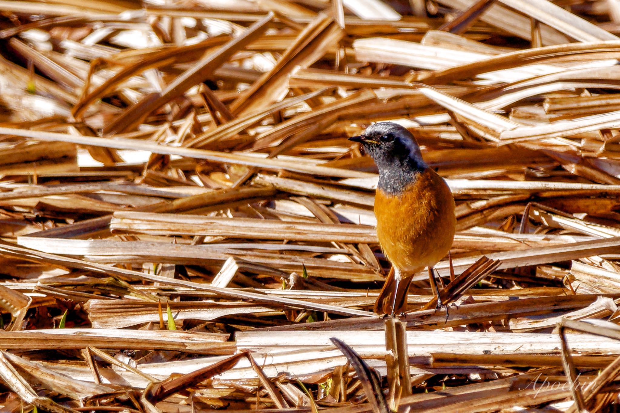 Daurian Redstart