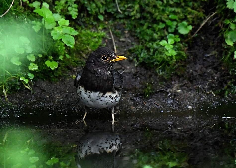 北海道 クロツグミの写真 by Markee Norman