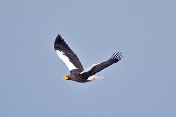 Steller's Sea Eagle 風蓮湖 Wed, 1/17/2024