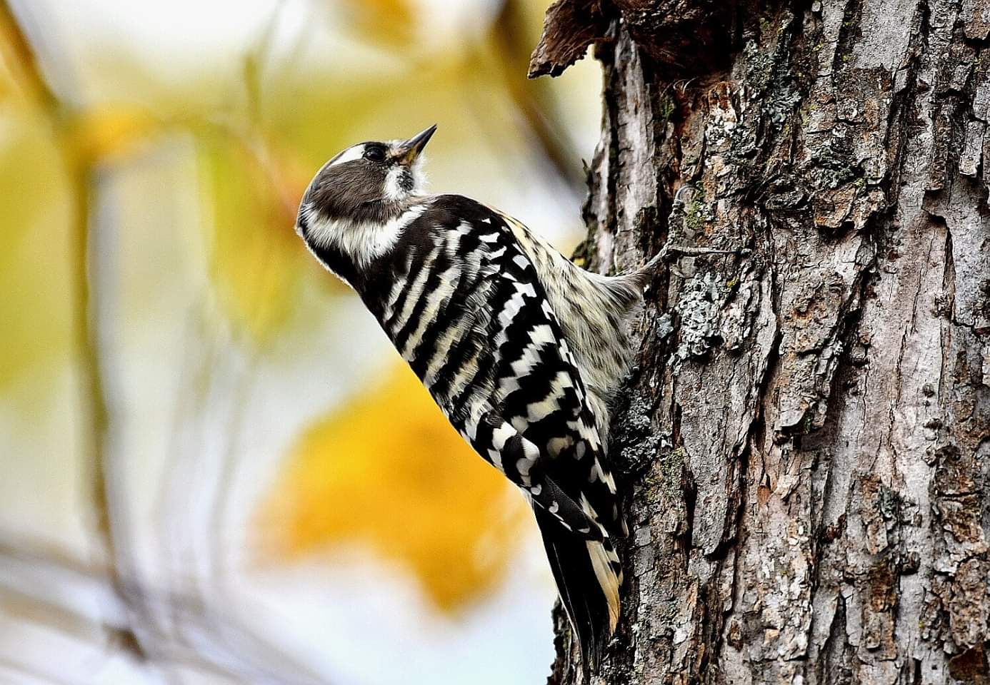 Japanese Pygmy Woodpecker