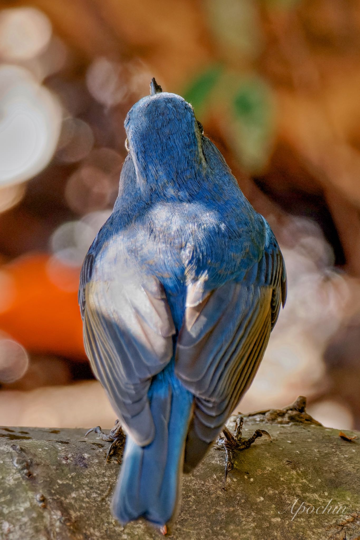 Red-flanked Bluetail