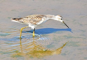 コアオアシシギ 北海道 撮影日未設定