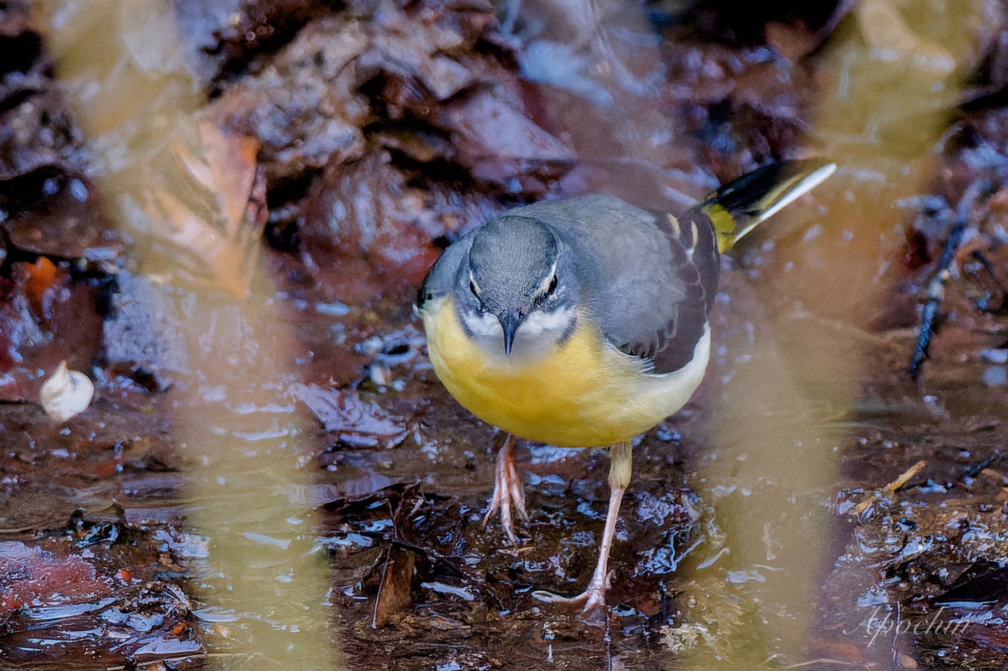 Grey Wagtail