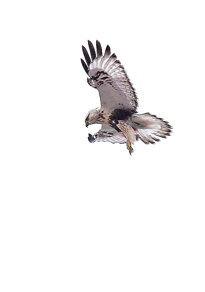 Rough-legged Buzzard