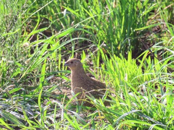 ヌマウズラ Richmond Lowlands, NSW, Australia 2024年1月6日(土)