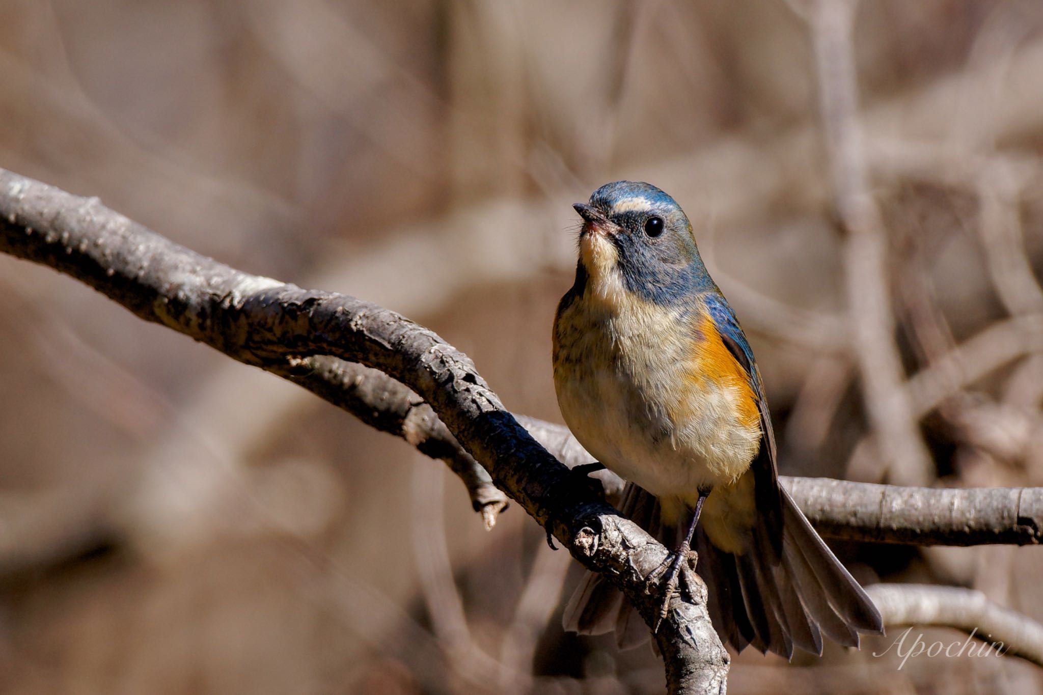 Red-flanked Bluetail