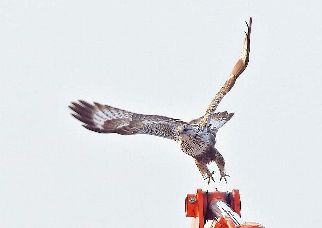 Photo of Rough-legged Buzzard at 北海道 by Markee Norman