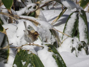 Yellow-throated Bunting Hakodateyama Tue, 1/16/2024