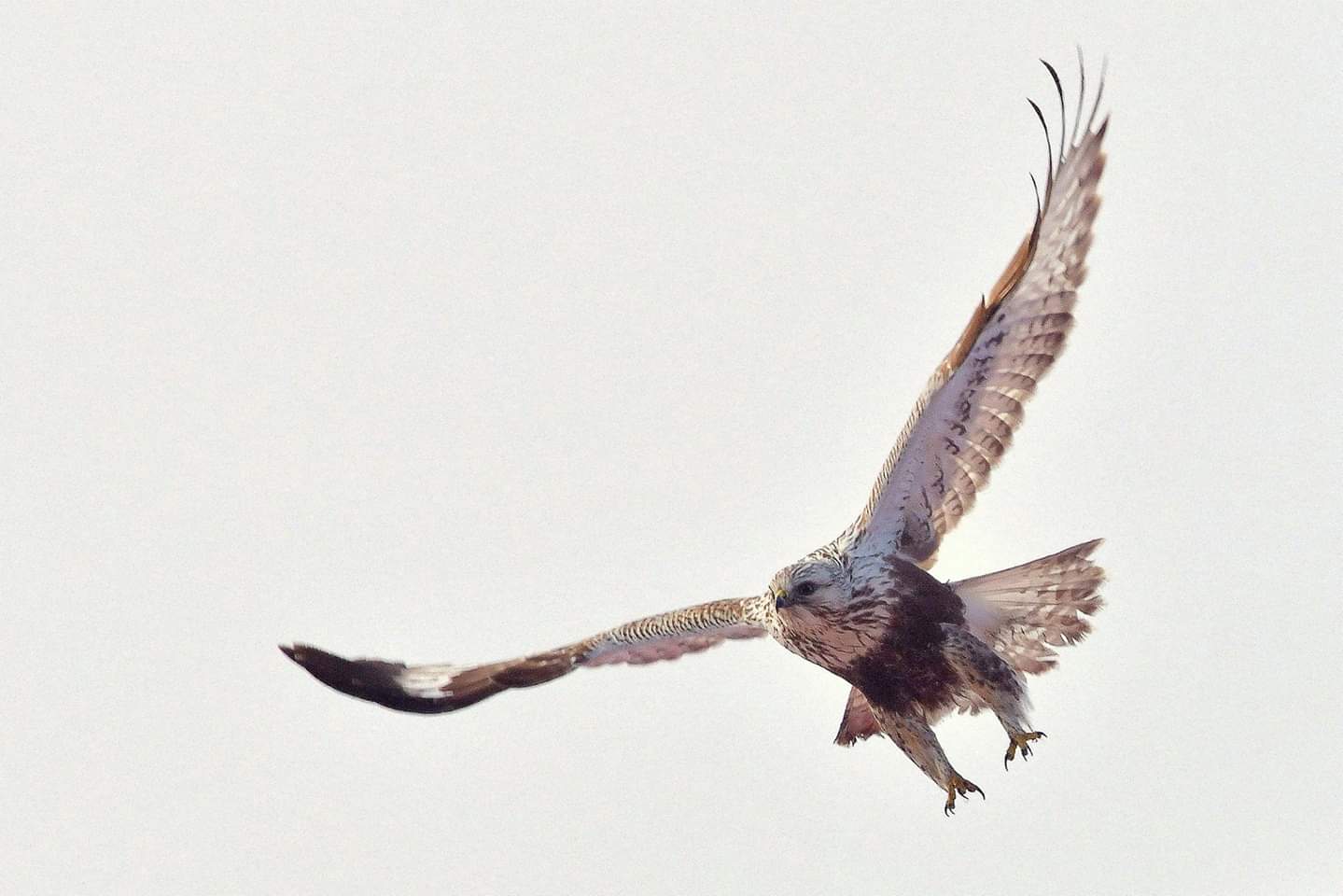 Rough-legged Buzzard