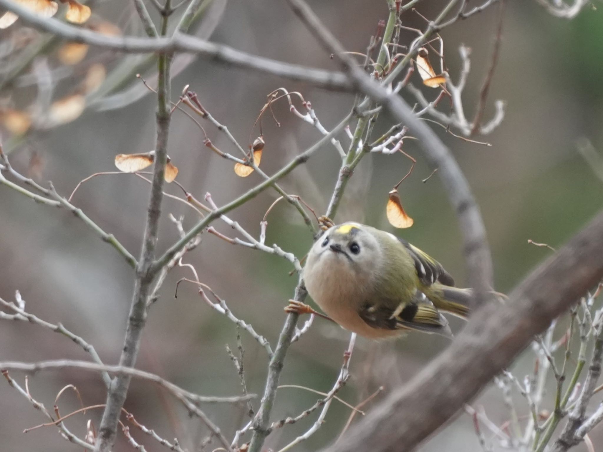 Goldcrest