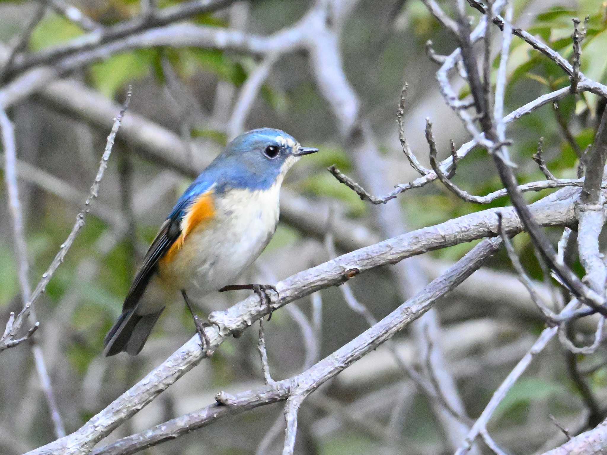 Red-flanked Bluetail