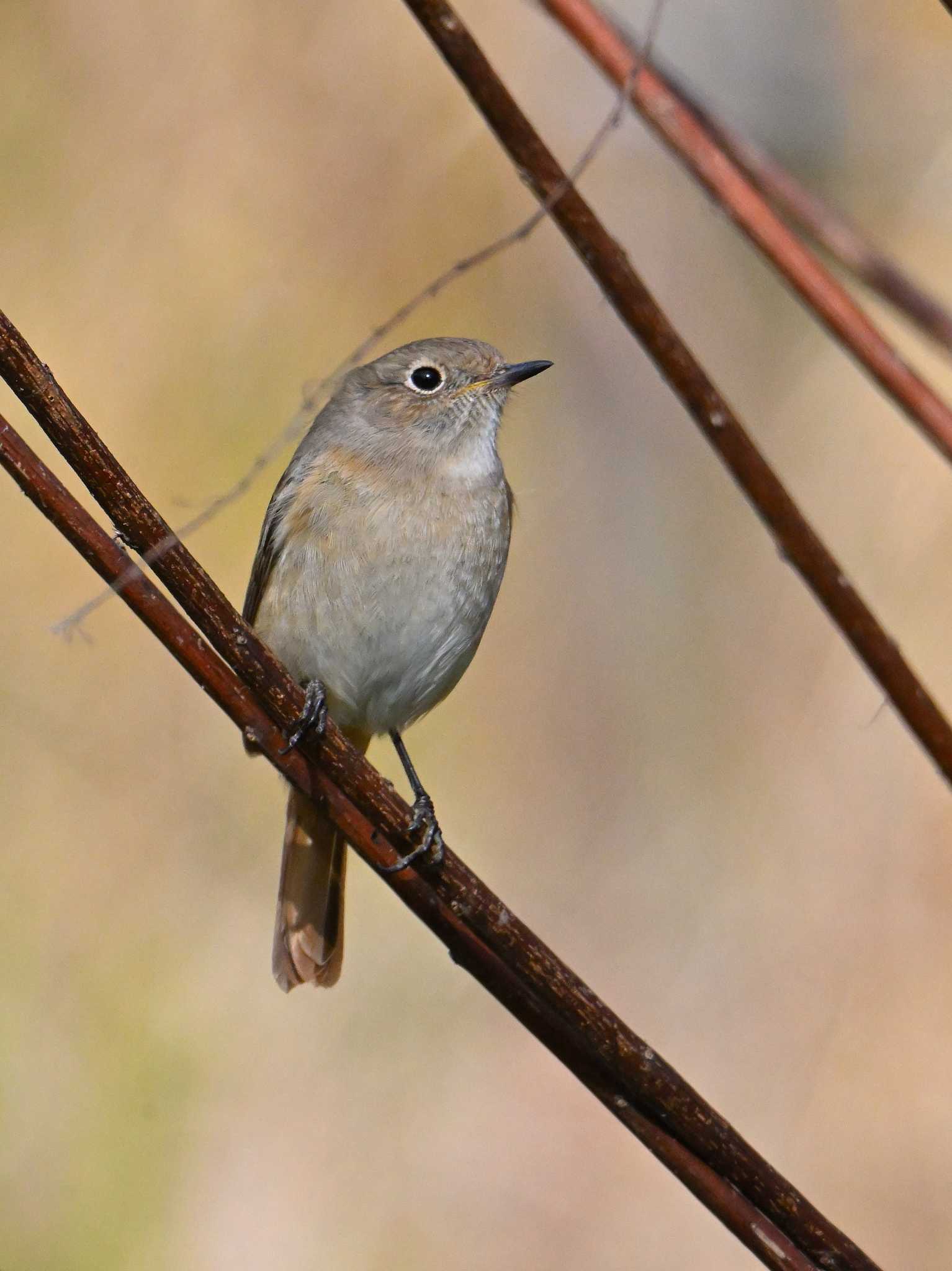 Daurian Redstart