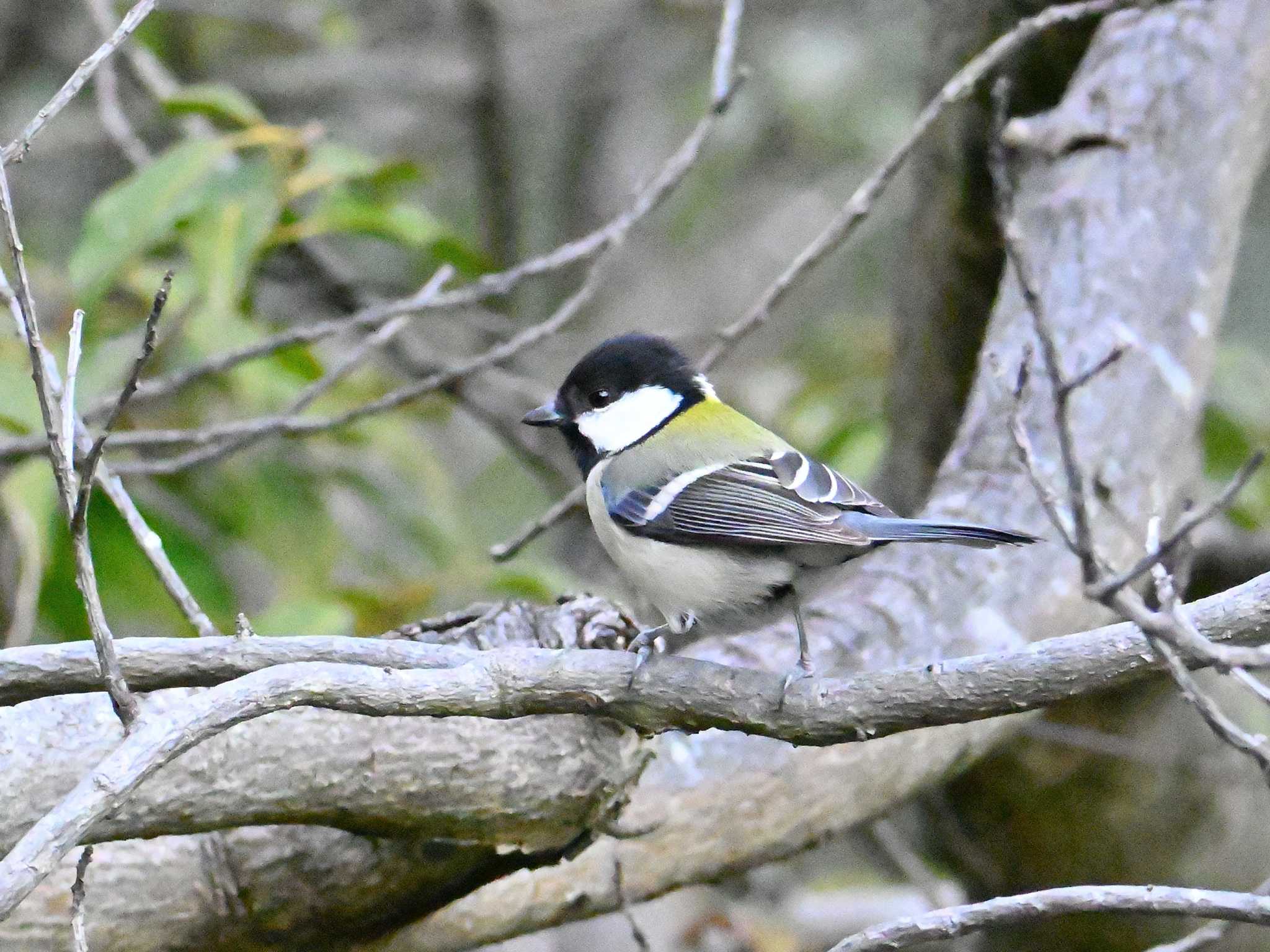 Japanese Tit