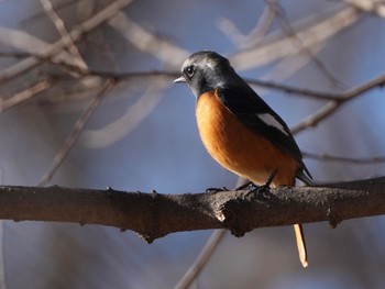 Mon, 1/15/2024 Birding report at 大室公園