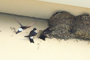 Asian House Martin 北海道 Unknown Date