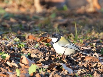 シジュウカラ 大室公園 2024年1月15日(月)