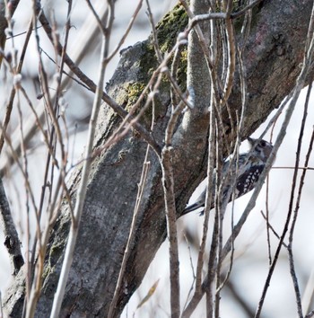 Japanese Pygmy Woodpecker Watarase Yusuichi (Wetland) Fri, 1/19/2024