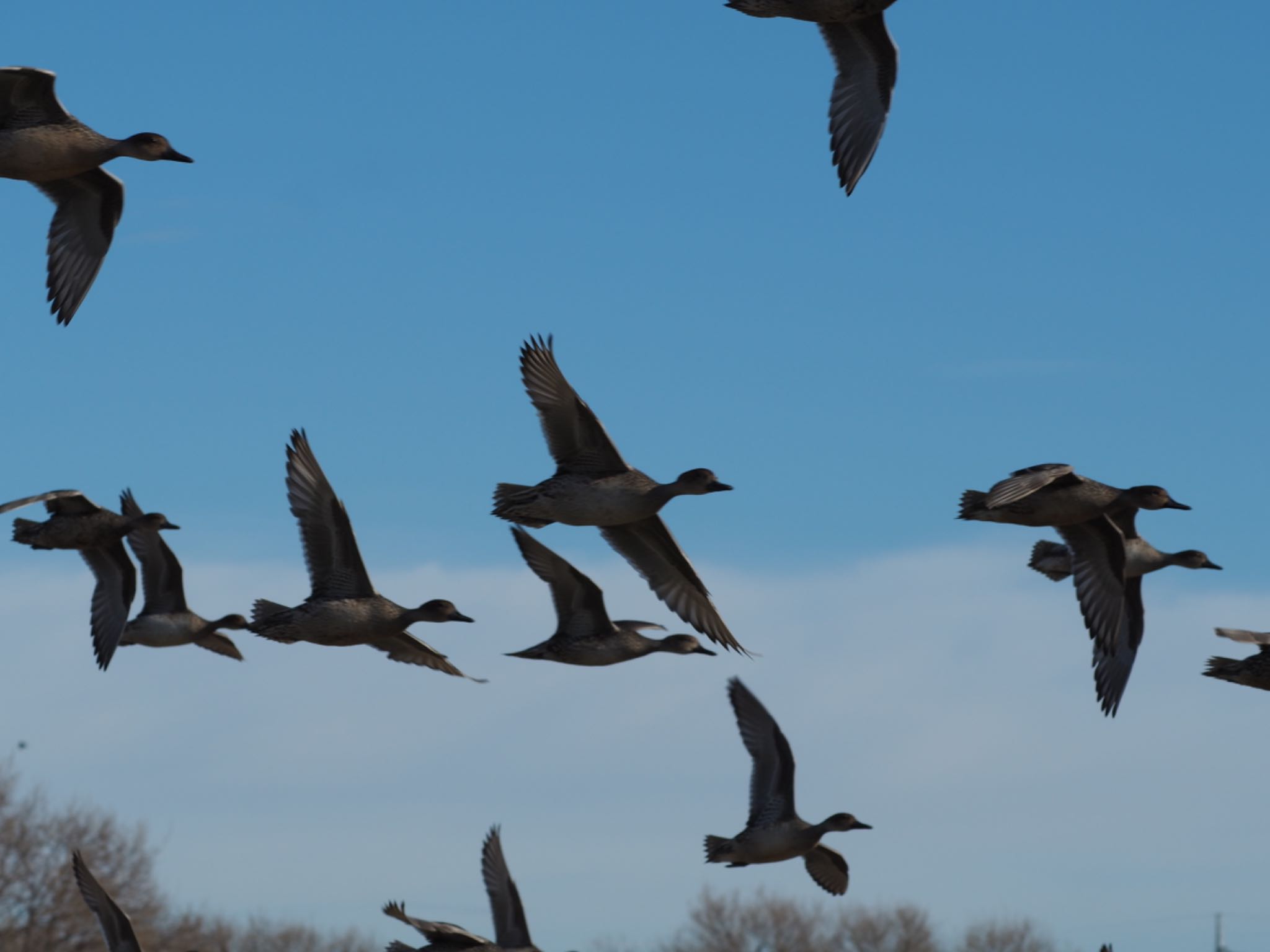 Photo of Gadwall at 多々良沼 by ヒトリスキ“h1toriski”