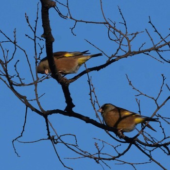 カワラヒワ 大室公園 2024年1月15日(月)