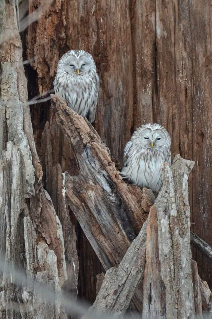 北海道 フクロウの写真 by Markee Norman