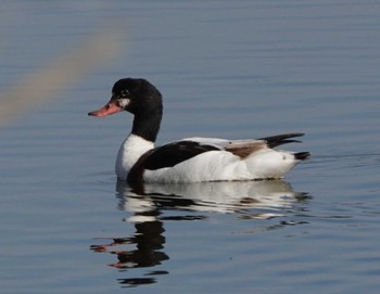 ツクシガモ 弥富野鳥園 2024年1月19日(金)