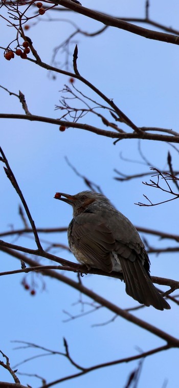 Brown-eared Bulbul 宮の森緑地 Thu, 1/18/2024