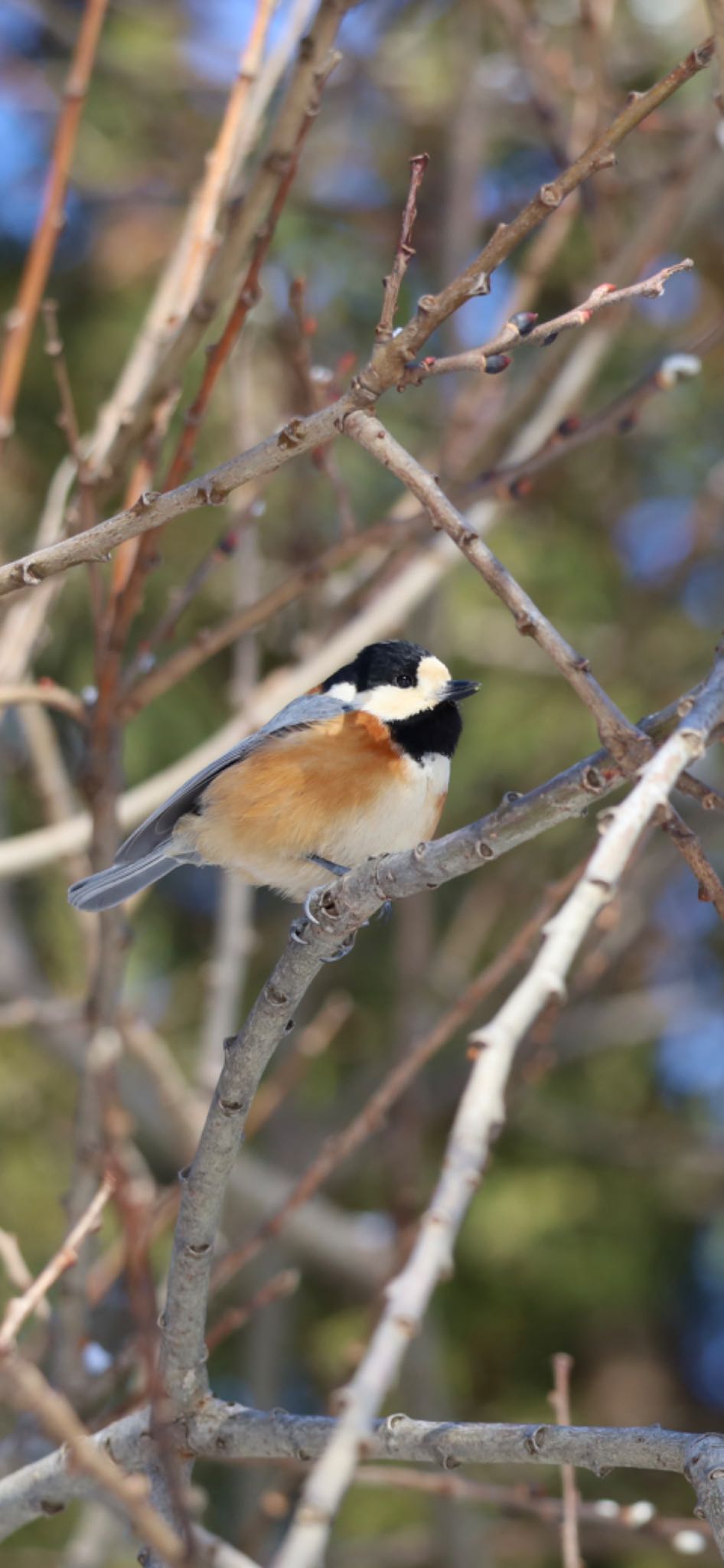 Photo of Varied Tit at 西野緑道(札幌市西区) by Riii :)