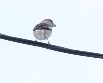 Hawfinch 山の手 Sat, 12/30/2023