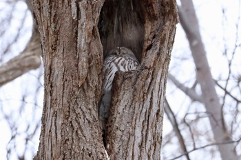 Ural Owl 三角山(札幌市西区) Sat, 12/30/2023