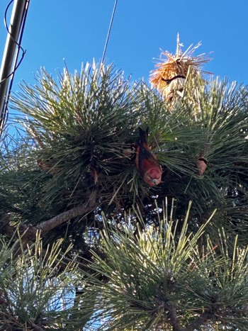 Red Crossbill 札幌 Mon, 12/25/2023