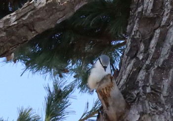 Eurasian Nuthatch(asiatica) Asahiyama Memorial Park Fri, 12/22/2023