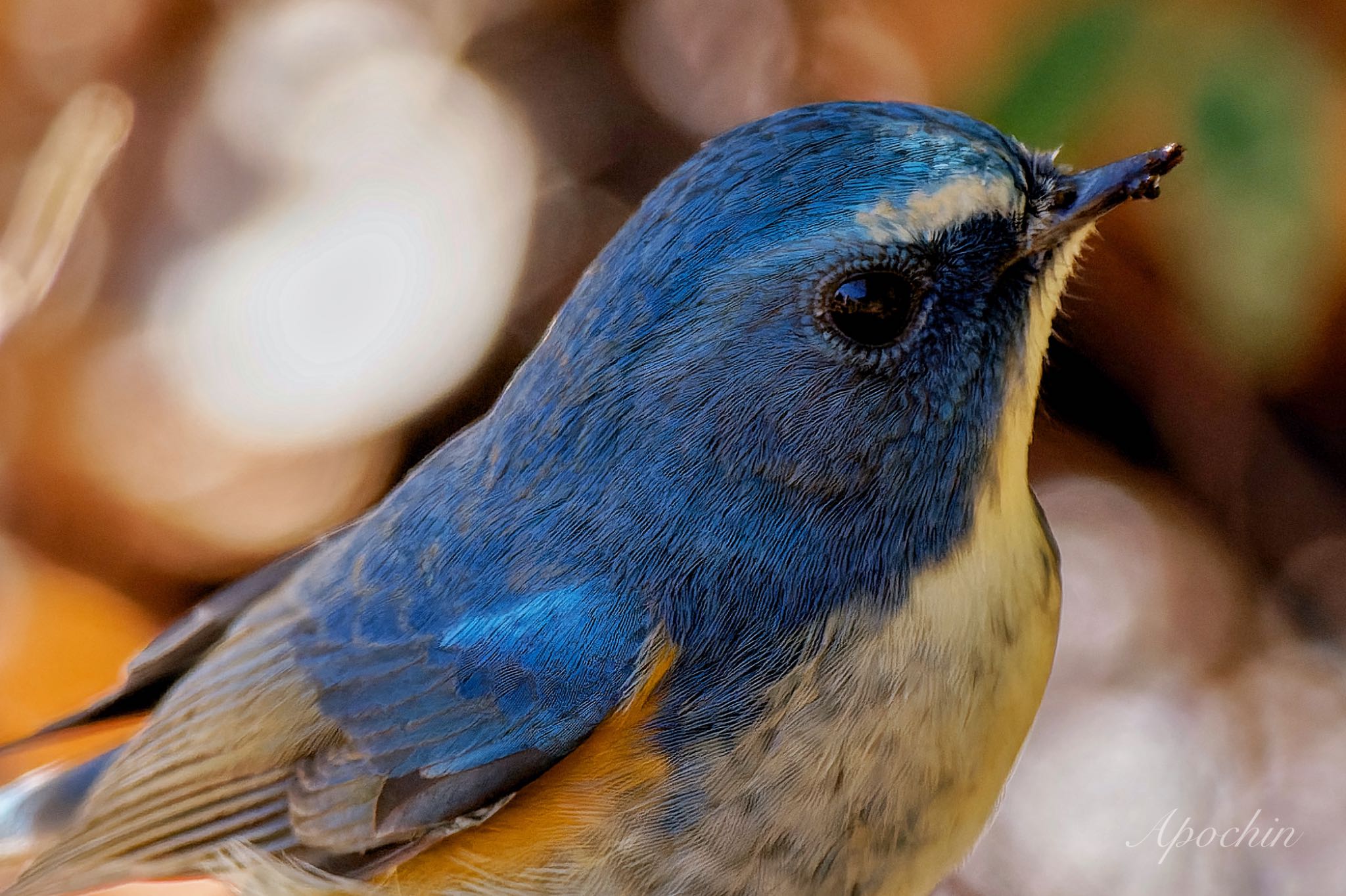 Red-flanked Bluetail