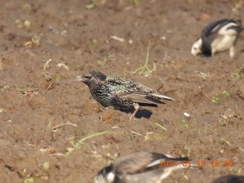 Common Starling 愛知県愛西市 Fri, 1/19/2024