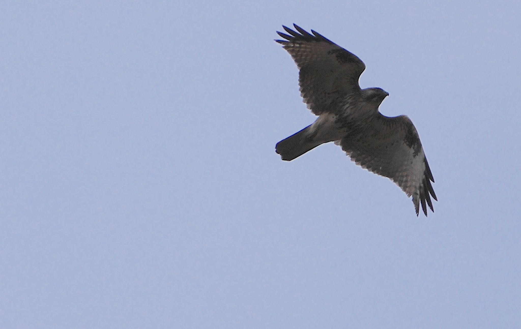 Eastern Buzzard