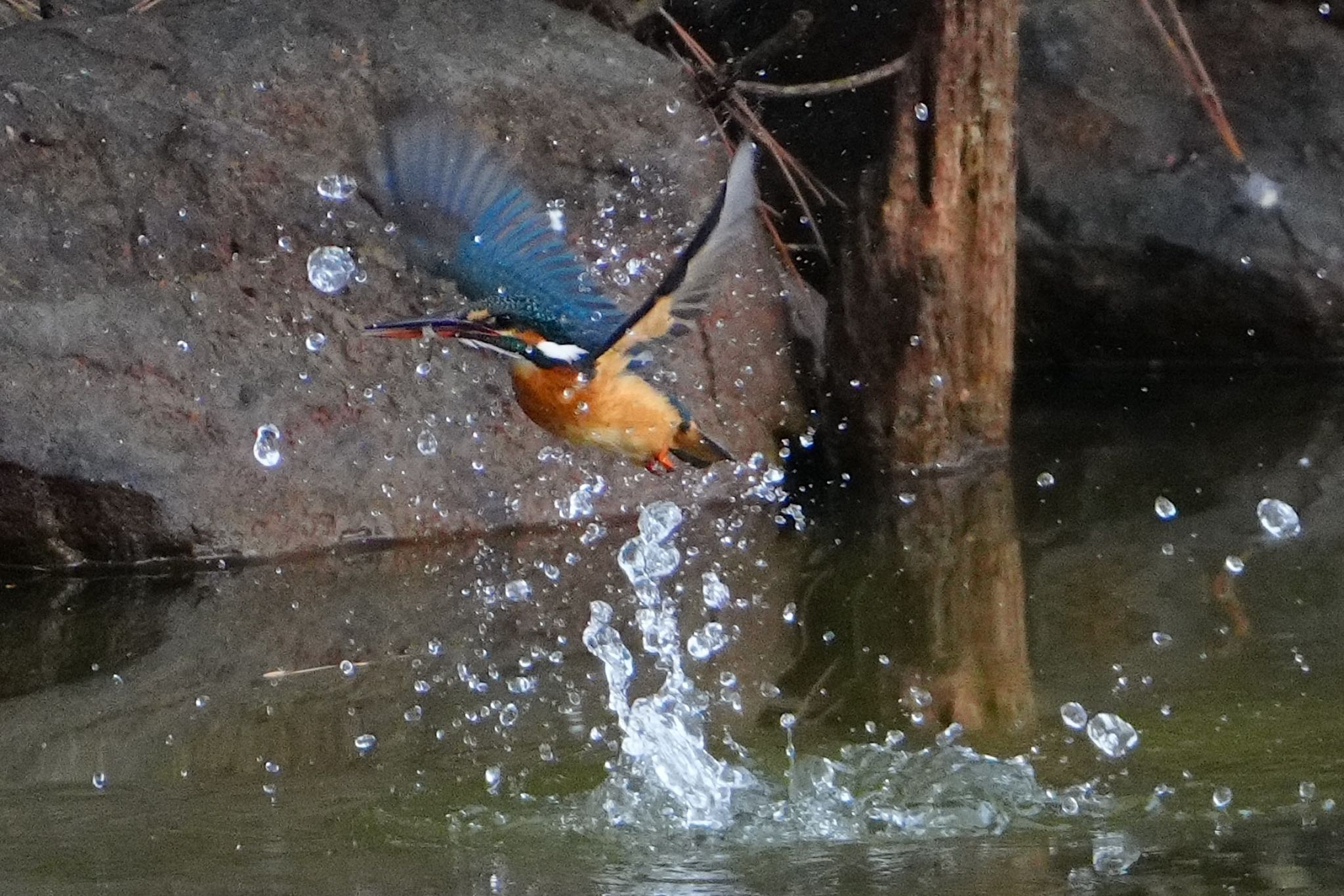 Common Kingfisher