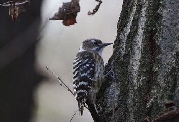 Japanese Pygmy Woodpecker 浅間山公園(府中市) Fri, 1/19/2024