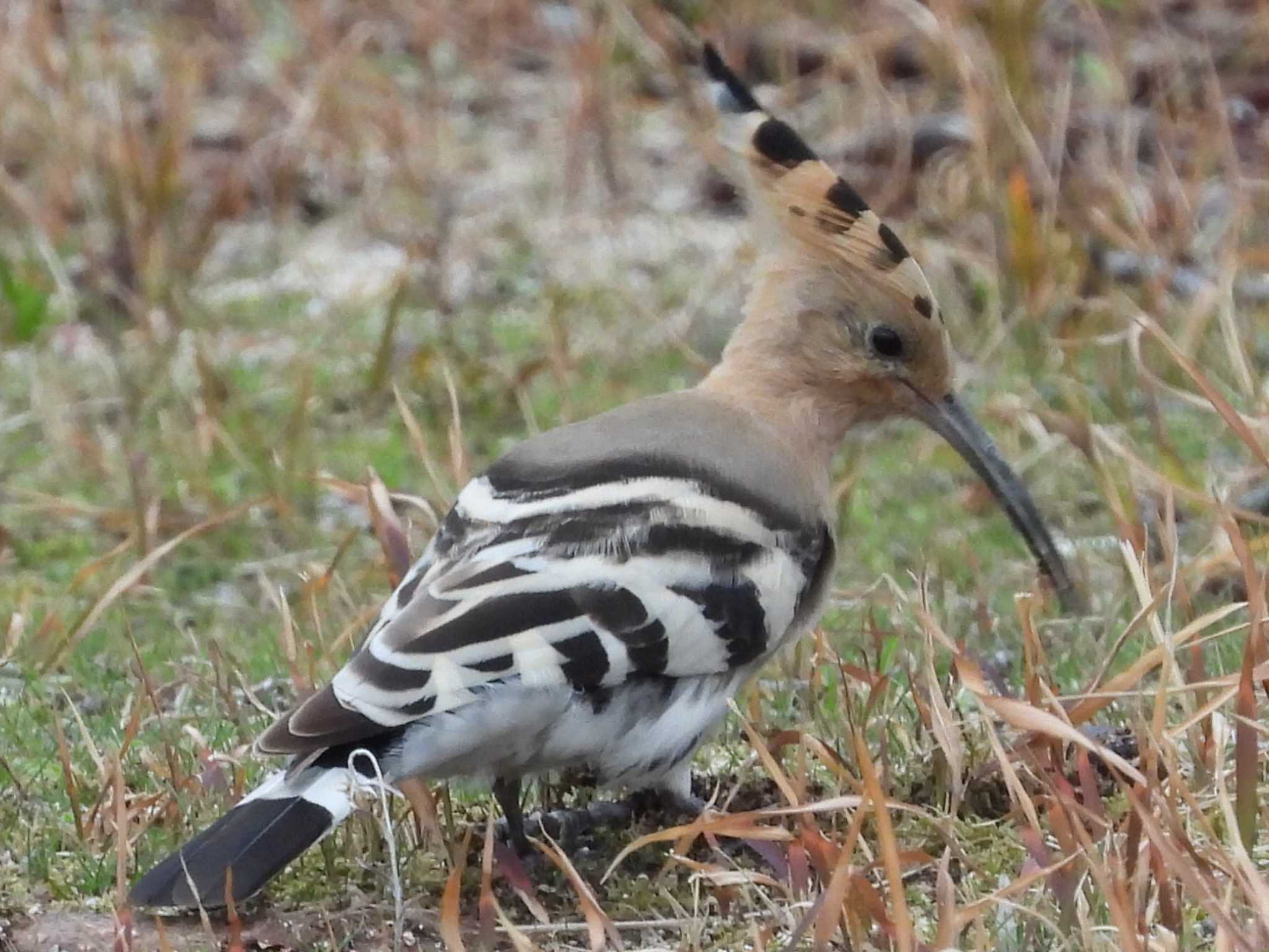 Photo of Eurasian Hoopoe at 下関市室津 by UTAKAZU自然観察日記