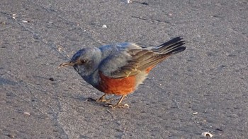 Blue Rock Thrush 屏風岩 Tue, 1/16/2024