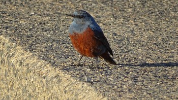 Blue Rock Thrush 屏風岩 Tue, 1/16/2024