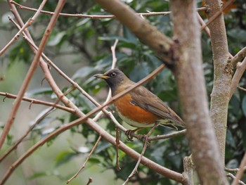 Brown-headed Thrush(orii) 市原市・内田の森 Thu, 1/18/2024