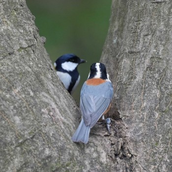 Varied Tit Mine Park Thu, 1/18/2024