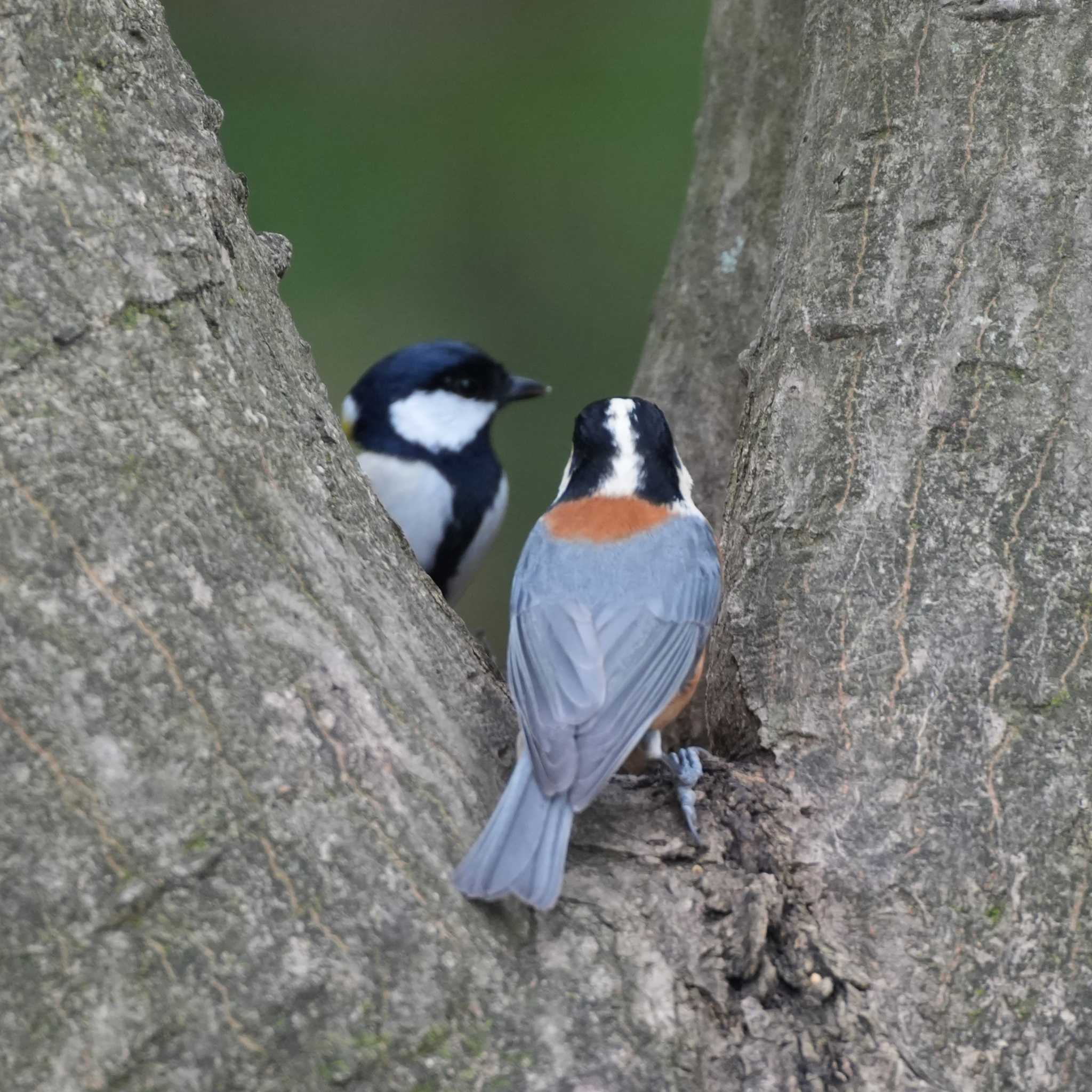 Varied Tit