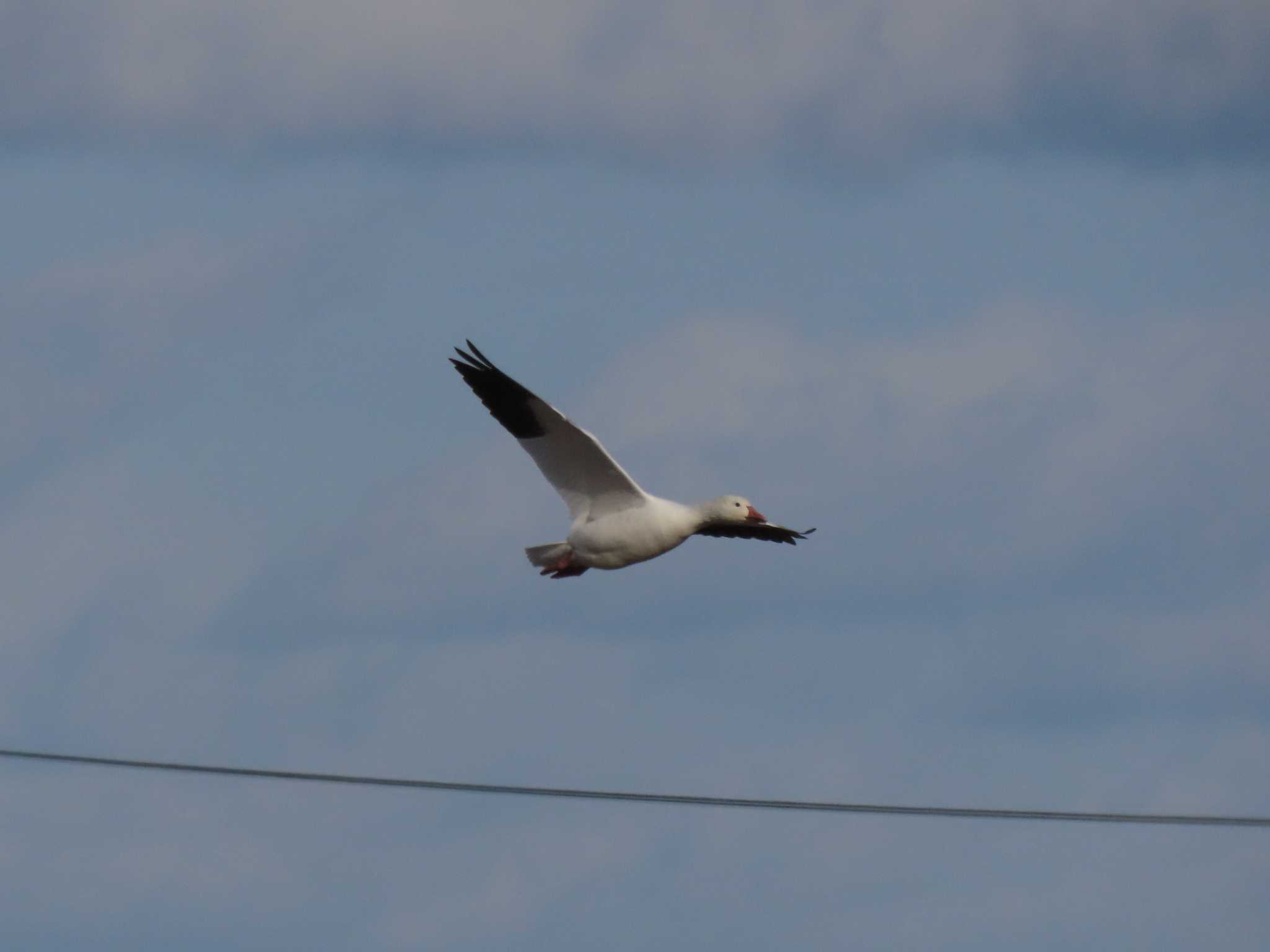 Snow Goose