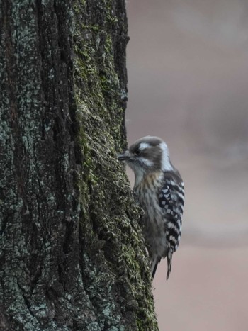 Japanese Pygmy Woodpecker Mine Park Thu, 1/18/2024